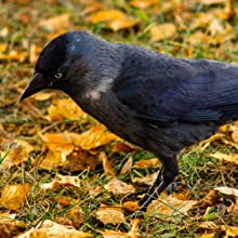 jackdaw