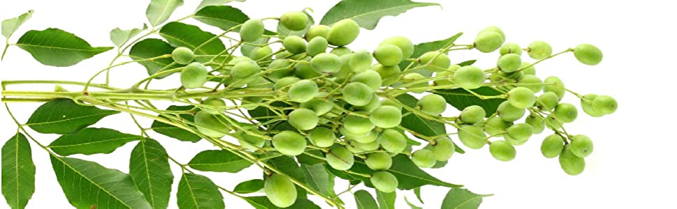 Neem Leaves & Fruit