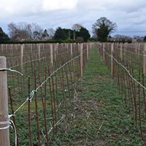 young trees being supported with soft green garden twine that grows with the plant