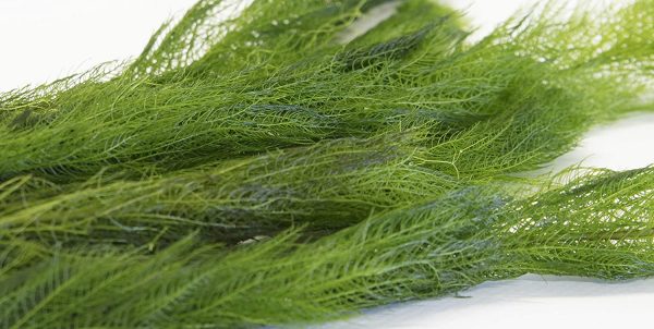 Milfoil Oxygenating Pond Plant (1 Bunch)