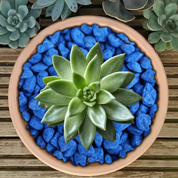 GardenersDream Premium Coloured Plant Pot Garden Gravel - Colourful Stones for Decoration (Dark Blue, 1kg)