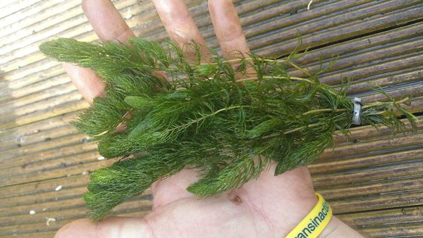 Lincspplants Ceratophyllum (Hornwort) Oxygenating Pond Plant - Native Oxygenator ()