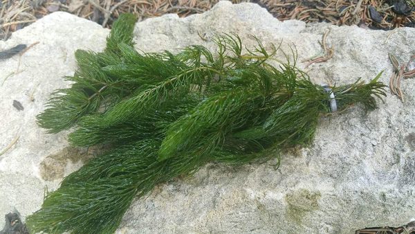 Lincspplants Ceratophyllum (Hornwort) Oxygenating Pond Plant - Native Oxygenator () - Image 2