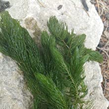 hornwort