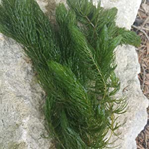 hornwort