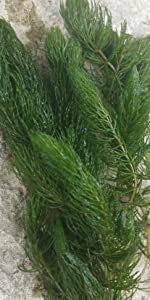 hornwort