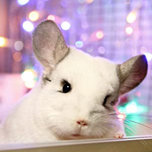 Chinchilla