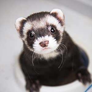 Ferret