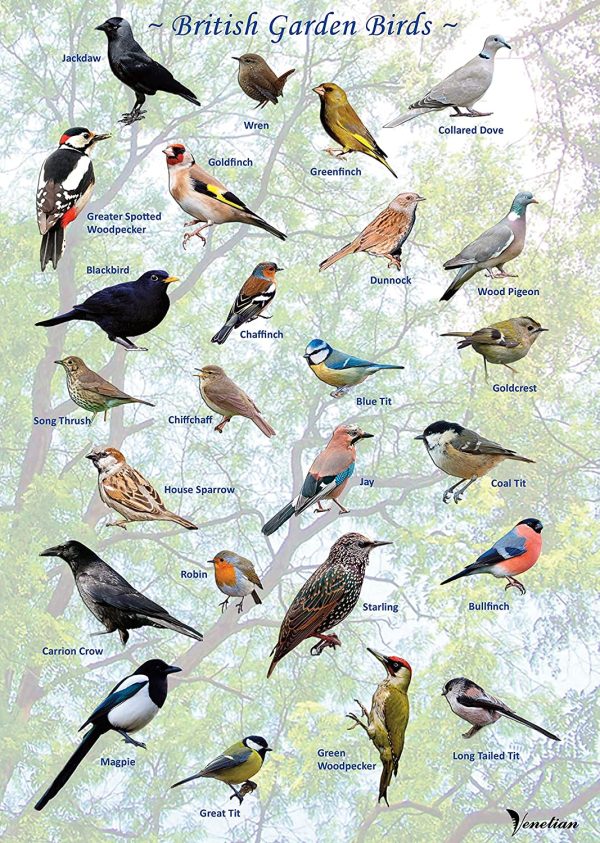 British Garden Birds Poster