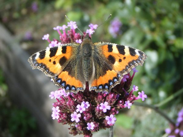 Butterfly food