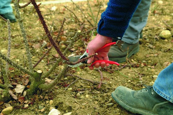 FELCO Model 2 Secateurs (Large) - Image 3