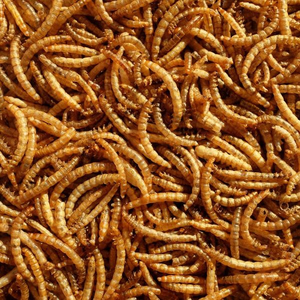 Premium Dried Mealworms, 5 Litre