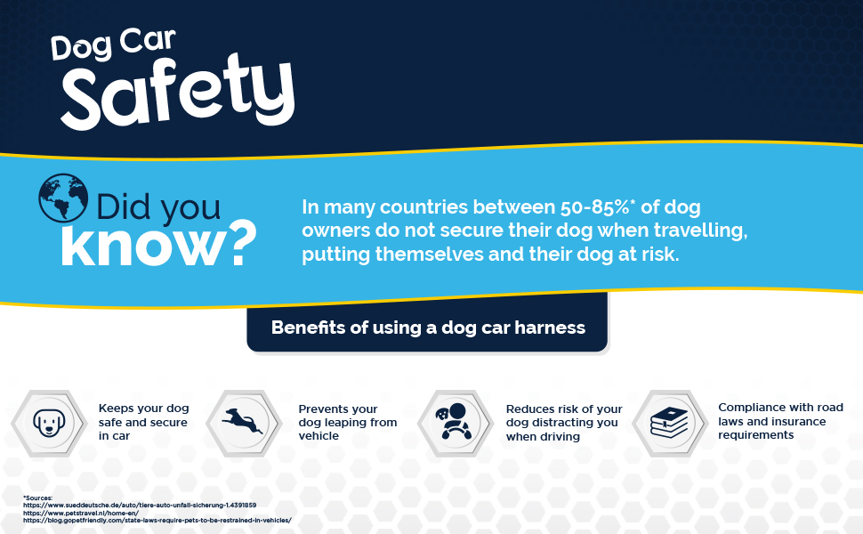 Dog Car Safety