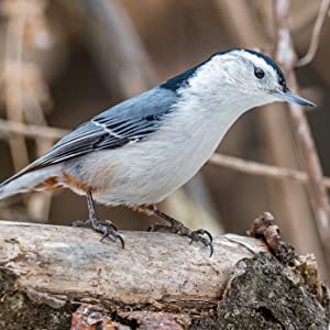 nuthatch