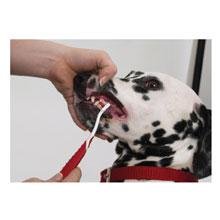 Beaphar How to brush your pet's teeth