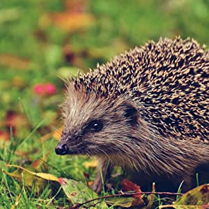 hedgehog