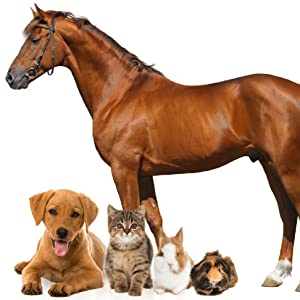 Horses & Smaller Animals