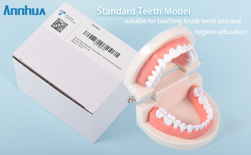 teeth model