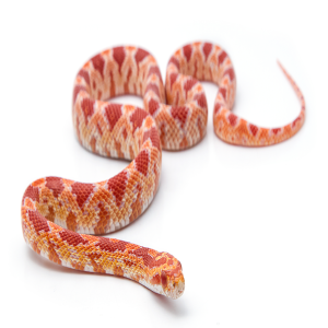 corn snake