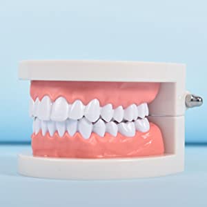 teeth model