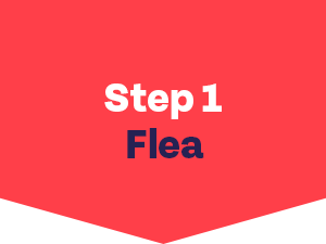 how to get rid of fleas - step 1