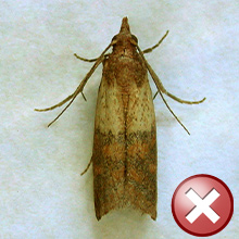 All other species of moth