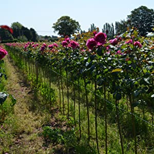 biostretch has been supporting these roses with garden string and will expand with the plants