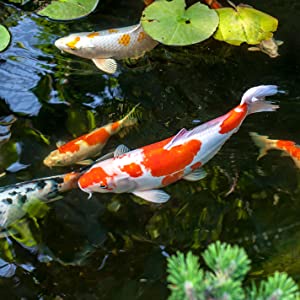 Fish in pond