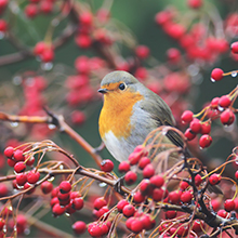 winter warmer robin