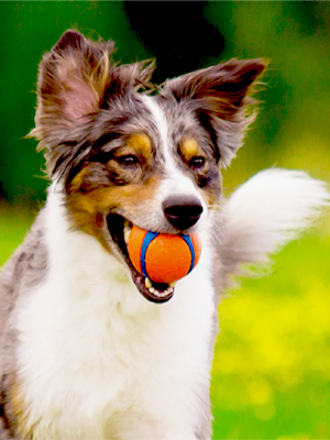 Dog ball; fetch; high bounce; rubber; fetch; high visibility; toys; ultra; chuckit