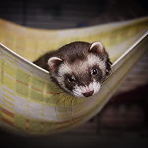 Ferret