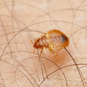 zero in, bed bug, dust mite, killer, spray, bed bug, kill, treatment, control, home, beds