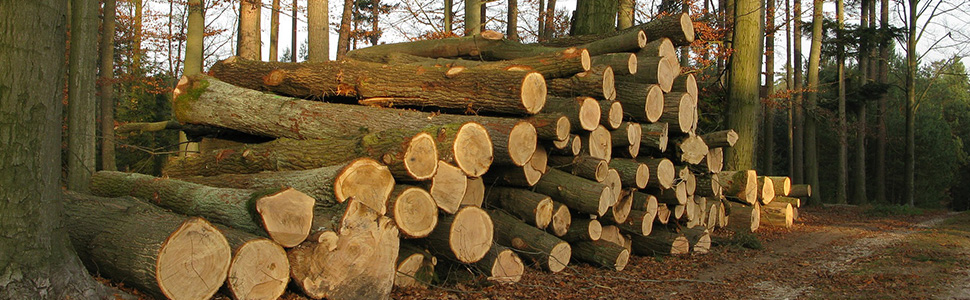 Fsc Forestry, Lumberjack, Firewood source. 