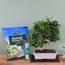 bonsai potting mix