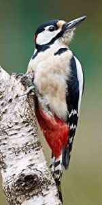 Great Spotted Woodpecker