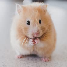 gerbil