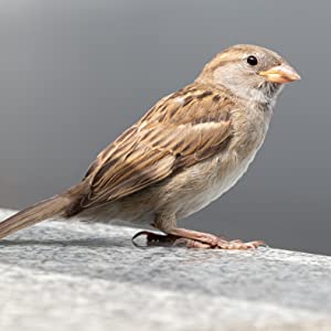 sparrow