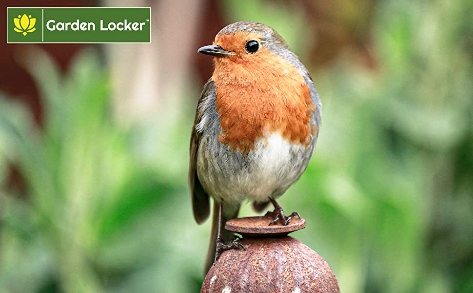 Garden Locker Logo with Robin