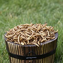 Mealworm bucket