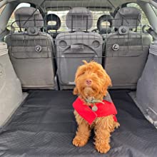 cars animals; cars pets; motoring essential; car essential; dog walking; car safety; dog lovers; 