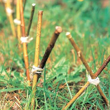 Garden String Twine