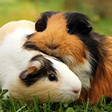 Guinea Pigs