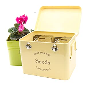 Cream Seed Tin