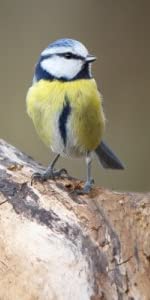 Blue Tit