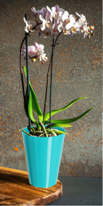 Indoor flower pot, orchid, flowers, plants, windowsill, planter, orchid pot