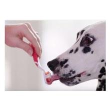 Beaphar How to brush your pet's teeth